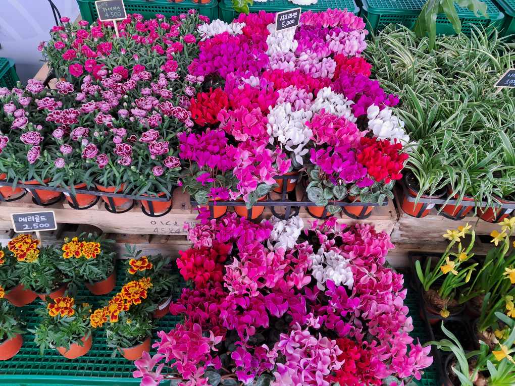 Spring in Seoul. Have a happy Spring day! 🌱 ⓒ 2023 StrawberryMilk