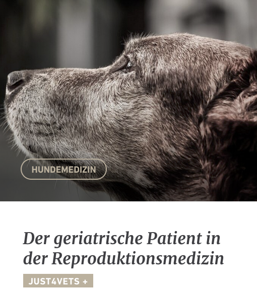 hunderunden's tweet photo. JUST4VETS: Tierärztin Christina Lichtenauer, AniCura Ahlen, schreibt im Fachmagazin #HUNDERUNDEN einen Fachbeitrag zum Thema: "Der geriatrische Patient in der Reproduktionsmedizin".
https://t.co/vEo28guvgS
#fortbildung #tiermedizin #tierarzt #veterinärmedizin #tierklinik #Hund https://t.co/SuEI7HhmGq