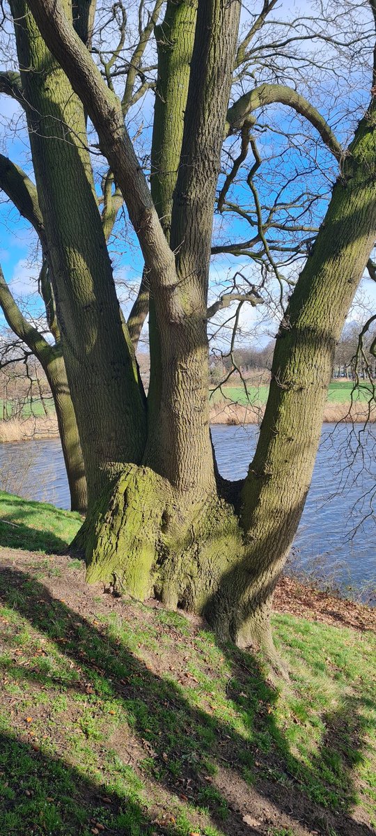 moonaaa's tweet image. Happy #thicktrunktuesday 🌞🌳
#trees #treefriends