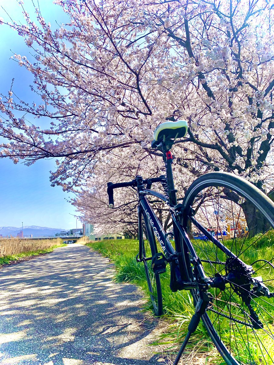 Onimaru_9's tweet photo. 昨日と同じところで昼に撮ってきたよー！
桜が思ってた倍以上あってびっくりした！

良かったら見ていってね👀 https://t.co/kjmC5KPVfm
