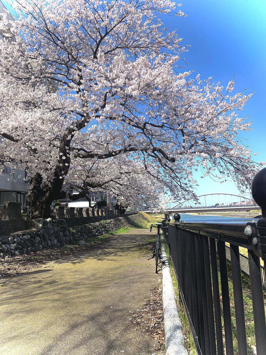 Onimaru_9's tweet photo. 昨日と同じところで昼に撮ってきたよー！
桜が思ってた倍以上あってびっくりした！

良かったら見ていってね👀 https://t.co/kjmC5KPVfm