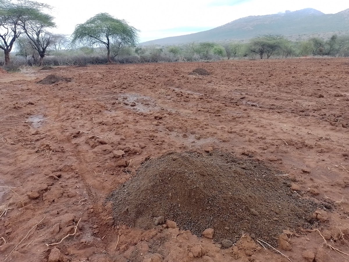 yiankainc's tweet photo. In the Asals of Kajiado, we are preparing our lands for planting hay and adding Livestock Manure for good harvest #snvkenya icsiapl project , #faokenya commercialization of Feeds project. https://t.co/xAA1BN9qBj