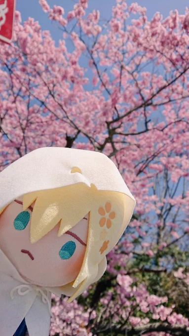 八重桜と山姥切国広今年もきれいです⸜( ' ꒳ ` )⸝八重桜はたぶん関山かな? 