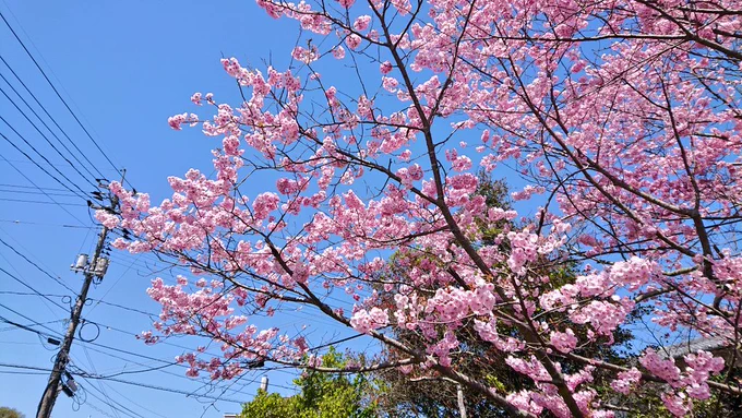 八重桜と山姥切国広今年もきれいです⸜( ' ꒳ ` )⸝八重桜はたぶん関山かな? 