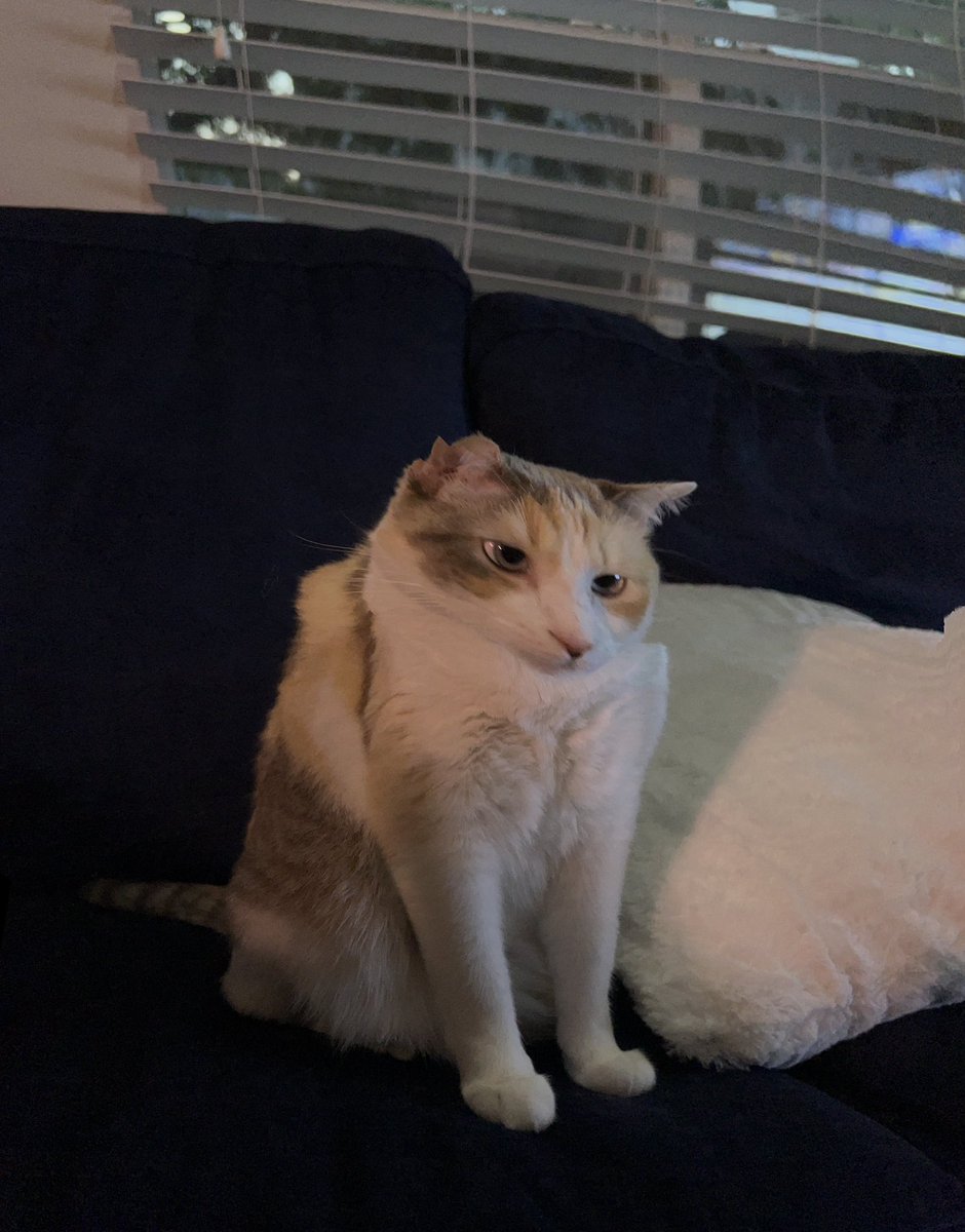 Panko A. Cat’s Mom tweet media