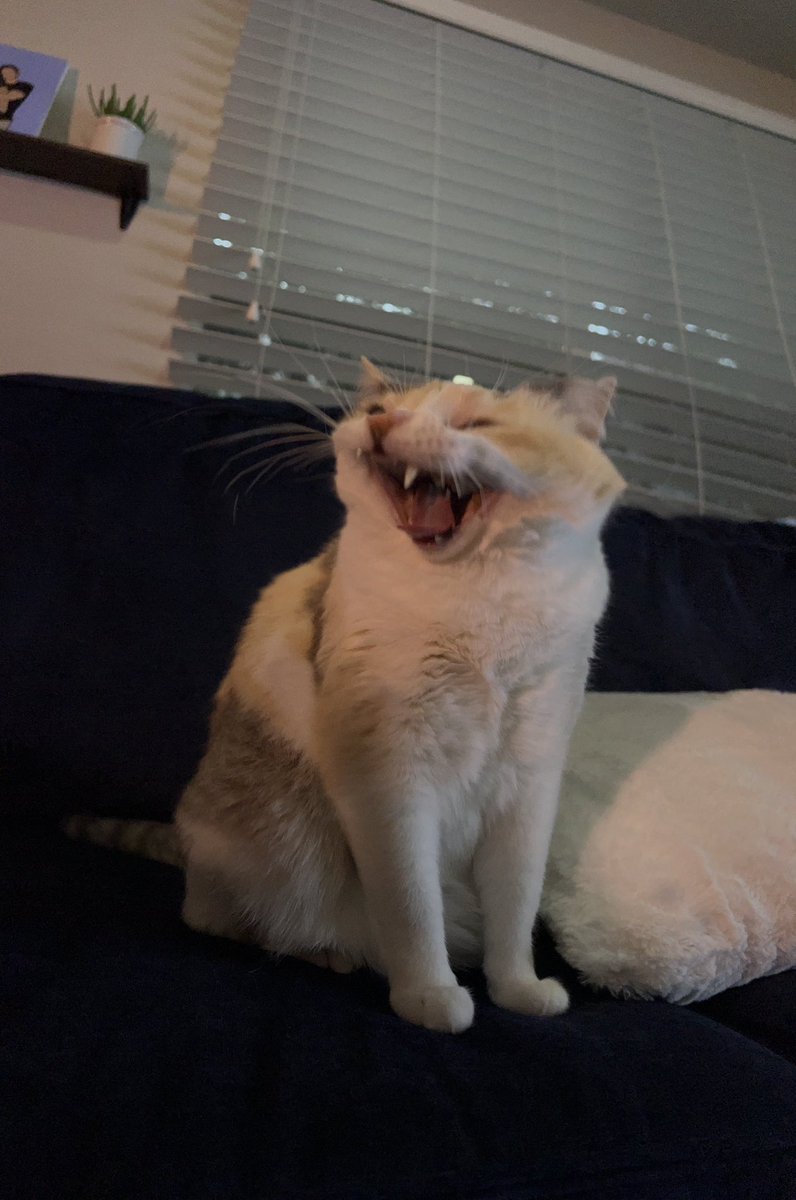 Panko A. Cat’s Mom tweet media