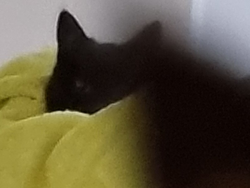 therootsthatclu's tweet photo. The insane jealousy of Poe.....

#poetoaster #poet #poetsofTwitter #poet #Cat #CatsOfTwitter #catsofinstagram #cats #everypoetneedsacat #Writer #writerslife #writersoftwitter #writersofinstagram #everywriterneedsacat https://t.co/qzg2tx0R00