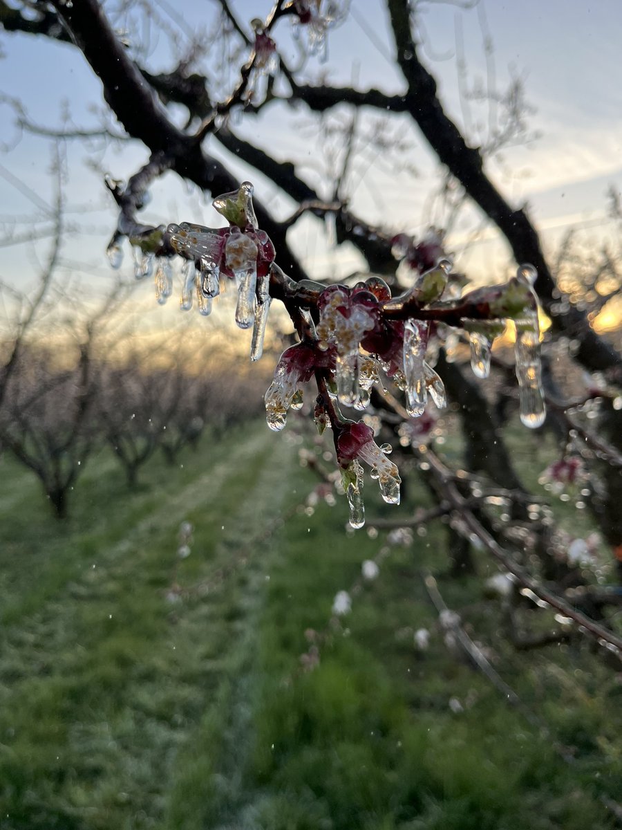 ValletRomain6's tweet photo. Première nuit de lutte anti gel sur abricotier.🍑 SergeZaka @MFesneau @VergersEcoResp #ceuxquifontlesfruits https://t.co/YvWp2esjiI