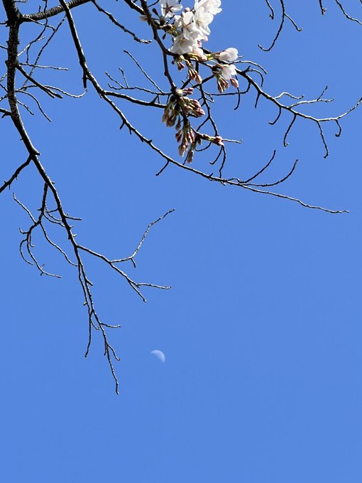 「枯れ木 月」のTwitter画像/イラスト(新着)｜2ページ目
