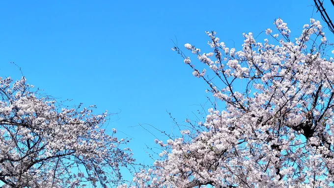 桜綺麗ね 