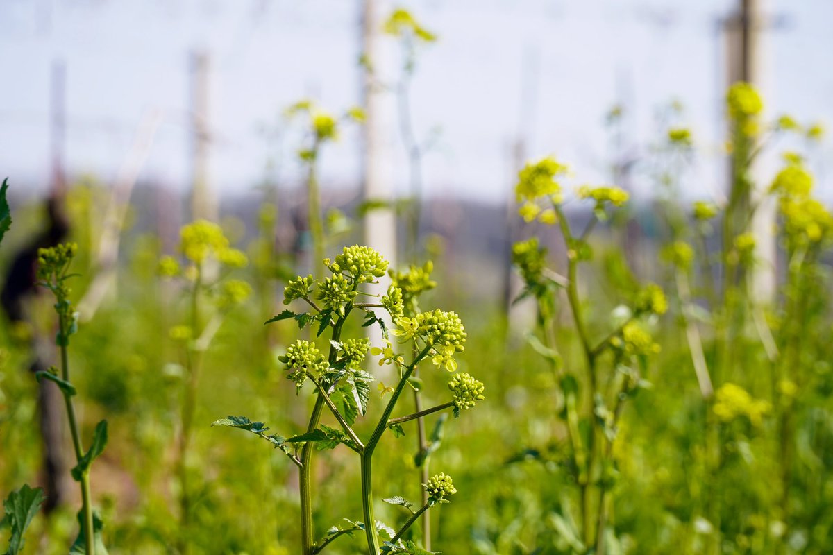 braidawines's tweet photo. 🇮🇹 A #Montebruna, il sovescio ha iniziato nei giorni scorsi a colorare l’interfilare. La #primavera in vigna 💐

🇬🇧 In Montebruna #hill, the flowering of green manure has begun to color the inter-row in recent days. #Springtime in the vineyard 💐 https://t.co/S1AY7L2ul3