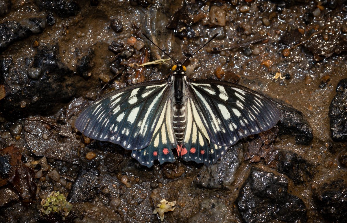 vinodsriramulu's tweet photo. The delightful Painted Courtesan (Male) for #titlituesday by #IndiAves
#ThePhotoHour #ThePhotoMode #TwitterNaturePhotography #twitternaturecommuity #westernghats #thenilgiris https://t.co/odMLX2tabU