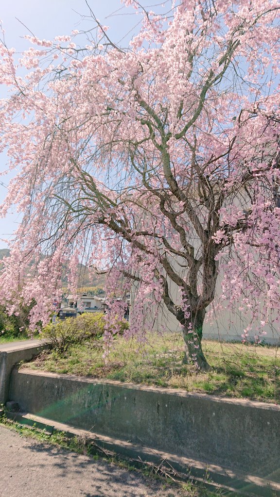 cherry blossoms no humans blurry outdoors flower scenery tree  illustration images