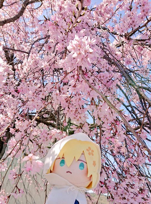 「青い眼 桜」のTwitter画像/イラスト(新着)｜21ページ目