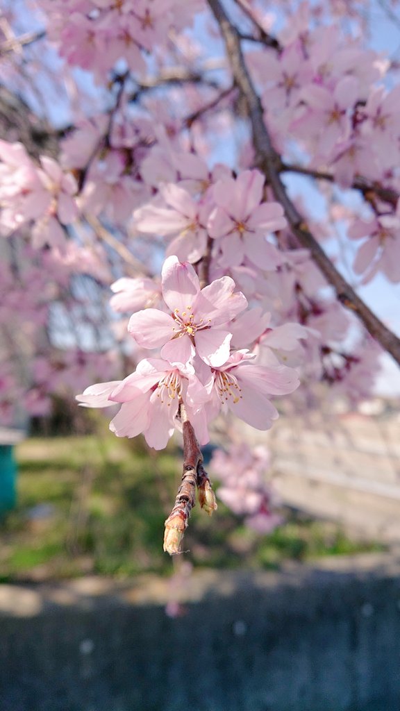 cherry blossoms no humans blurry outdoors flower scenery tree  illustration images