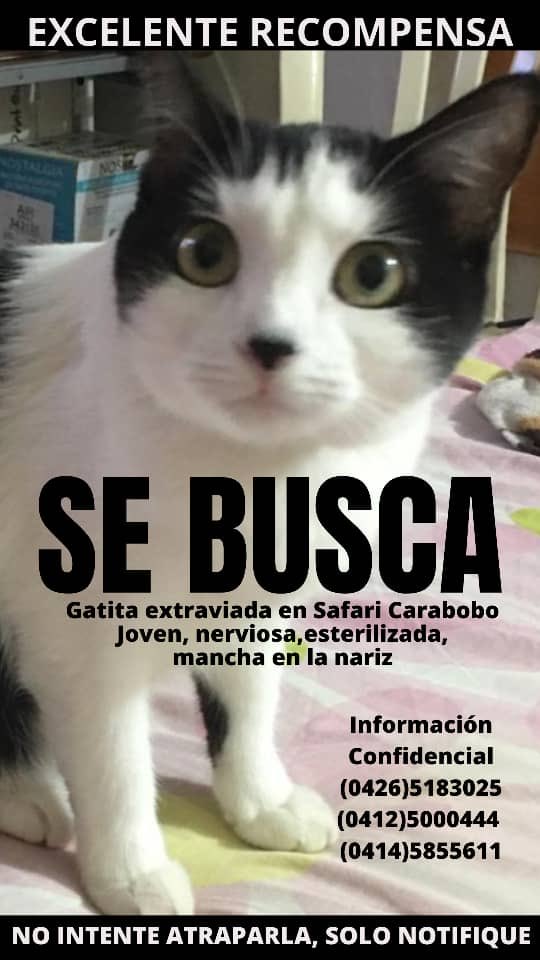 NuriTrejo's tweet photo. Si la ves, llama, si la tienes llama por favor, la amamos y extrañamos, es nuestra amada Lulú. Difunde por favor. Dios con nosotros 🙌🏼 
⁦@TarekWiliamSaab⁩ 
⁦@SomosNevado⁩ 
⁦@PerroUsuario⁩ 
⁦@RCamachoVzla⁩ 
⁦@CarmenZR04⁩ 
⁦@la_correita⁩
⁦ https://t.co/guwkEeJbpb