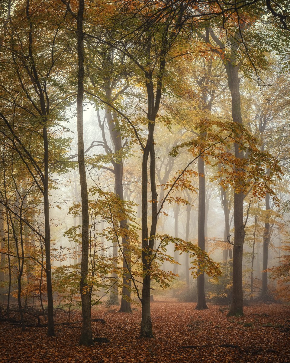 A rare portrait from me but how else to show off these wonderful trees in their autumn coats. Taken in Barnes's Grove, Buckinghamshire. #trees #NaturePhotography <a href="/ThePhotoHour/">#ThePhotoHour</a> <a href="/OPOTY/">Outdoor Photography</a> #TreeClub