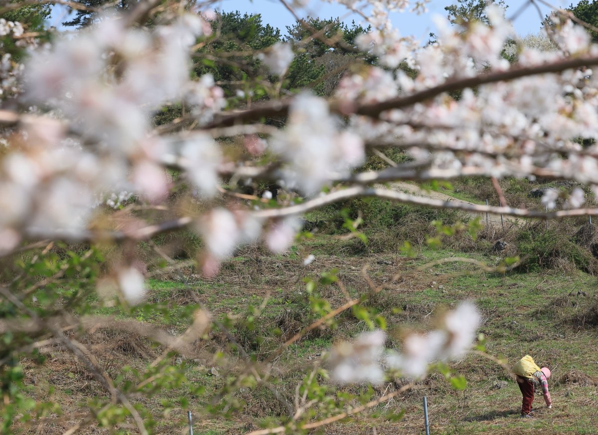 DiscoverKorea_'s tweet photo. A woman picks #bracken, called "#gosari" in Korean, at a ranch in #Jeju

 #봄 #제주 #고사리 

https://t.co/pW79YYNRb4 https://t.co/pg9Jr1LCPn