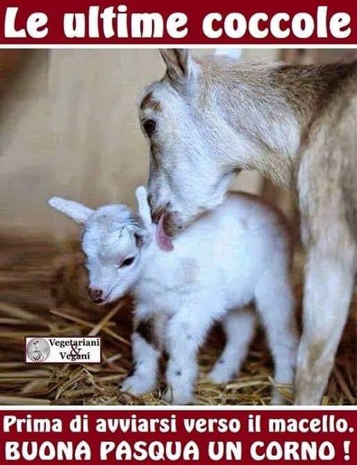 ilvegateo's tweet photo. #Israel #queenfiorde #GoVegan #GoVegatheist #Pasqua #pasquetta pasque al cazzo* https://t.co/RKNVRl5Sny