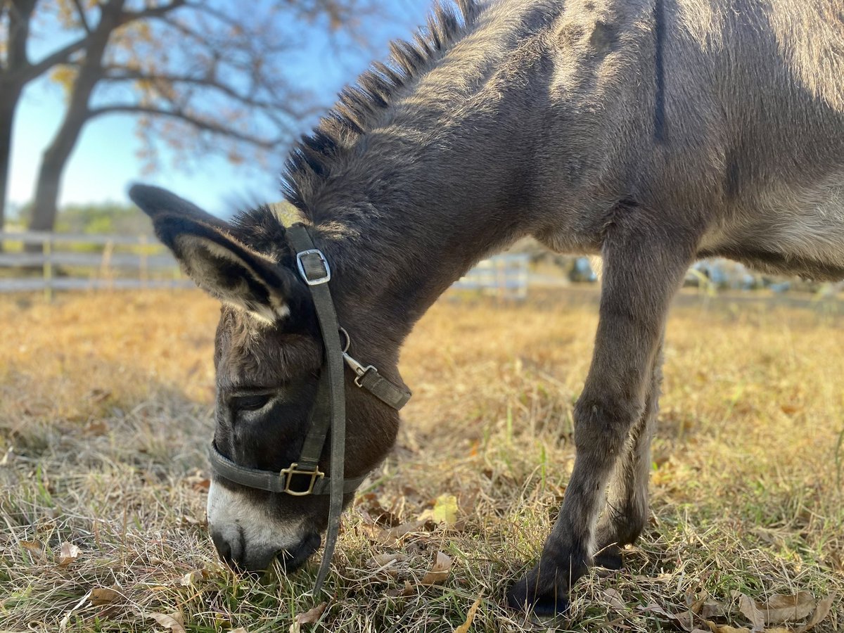 mamemamupu's tweet photo. \待望のロバの絵文字/
🫏🫏🫏🫏🫏🫏🫏🫏
#iOS16_4 #donkey #AnimalLovers https://t.co/vtGzf3q231