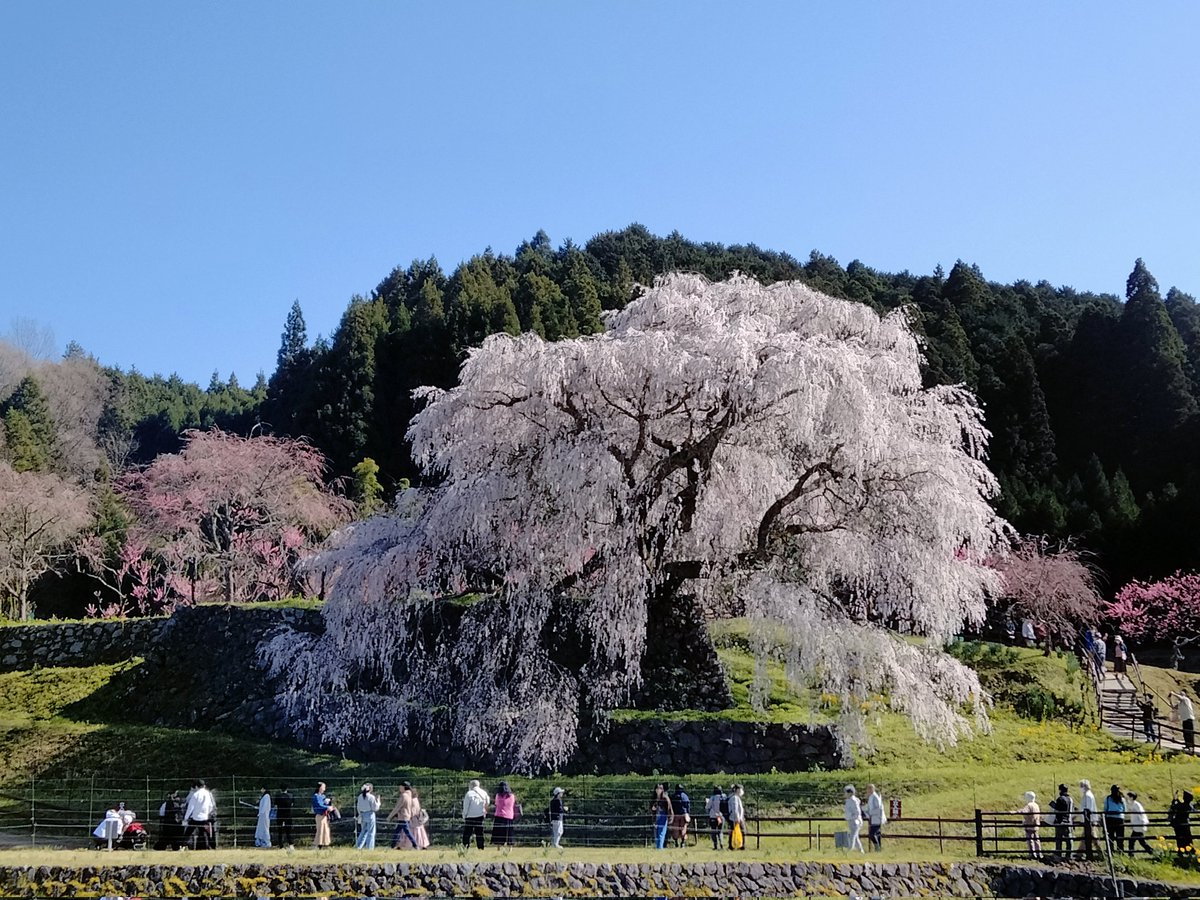 imasakaya tweet picture