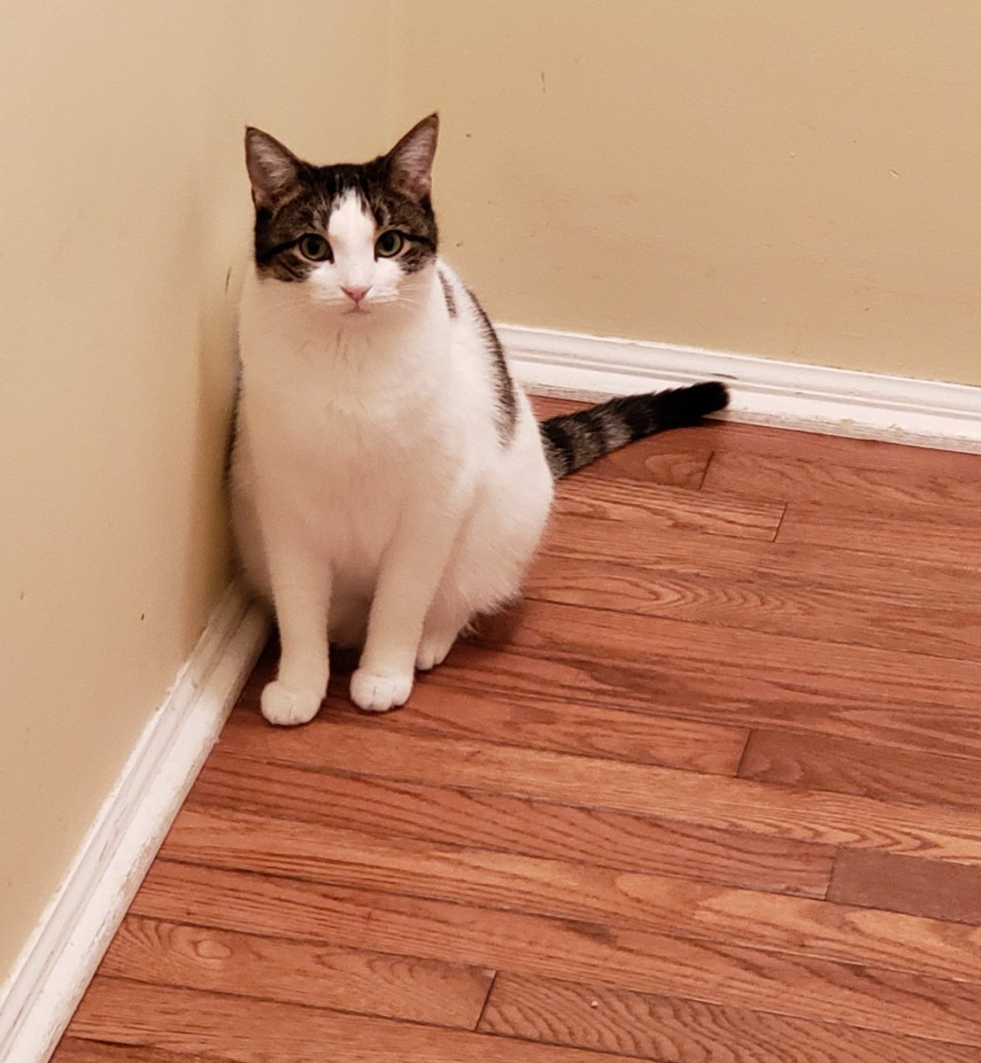 jsdavisiii's tweet photo. @demanddeborah I love cats https://t.co/lsAknbIyWH
