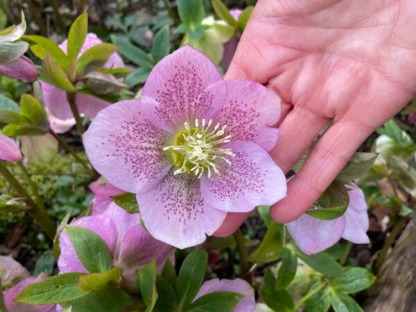 Hilde Backus tweet media