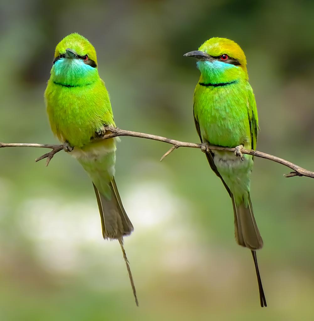 Asian Green Bee-Eater @ Chilla Khadar, Delhi, India. 

#indiaves #ThePhotoHour #TwitterNatureCommunity #BBCWildlifePOTD #NatureIn_Focus @NatGeoIndia @AnimalPlanet @BirdWatchingMy @birdcountindia #birdphotography #birdtwitter #birds #indian_wildlifes
#NaturePhotography