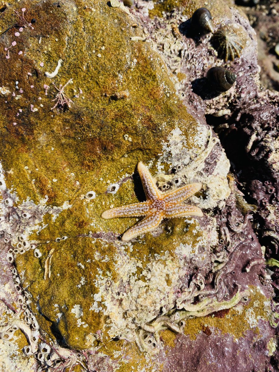 Rockpoolschool1's tweet photo. More of yesterdays rockpooling adventures finds!! 🦀 🐌 🪱 🐚
#cresswell #northumberland #northumberlandcoast #spidercrab #velvetswimmingcrab #shorecrab #ediblecrab #dogwhelk #hermitcrab #chiton #anemone #limpet #barnacle #scaleworm #starfish #urchin #bootlaceworm https://t.co/MMndCJTge5