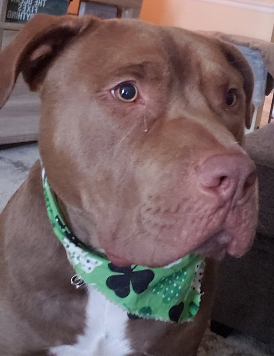 jsdavisiii's tweet photo. @demanddeborah That's my puppy - I love my Jake https://t.co/KWUnYyHOrs