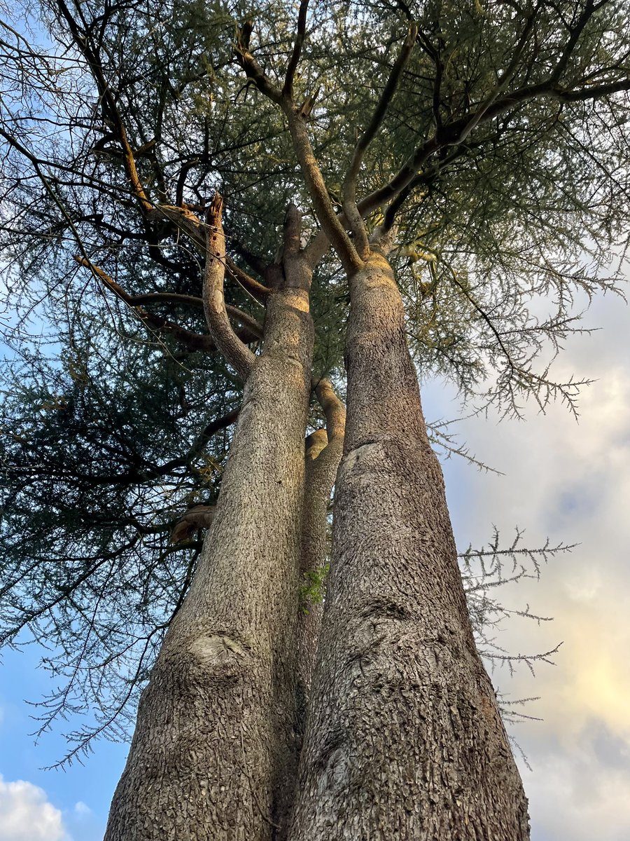 Stef Maudsley tweet media