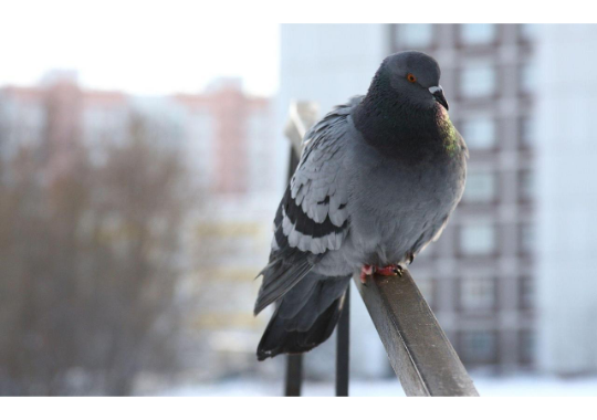 GoodPigeonBot's tweet image. awesome pigeon 7/10
