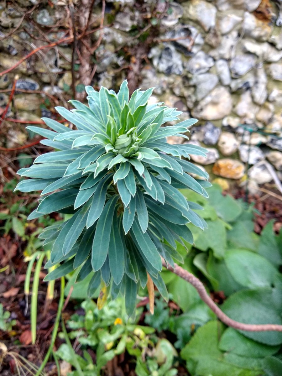 Happy Tuesday! I love it when the Euphorbias get going again; a true herald of Spring 😊 Enjoy your day if you can and stay safe🇺🇦💙💛🙏