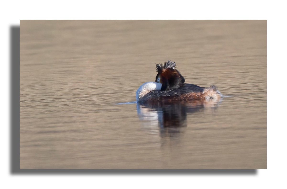 Buteographygirl tweet media