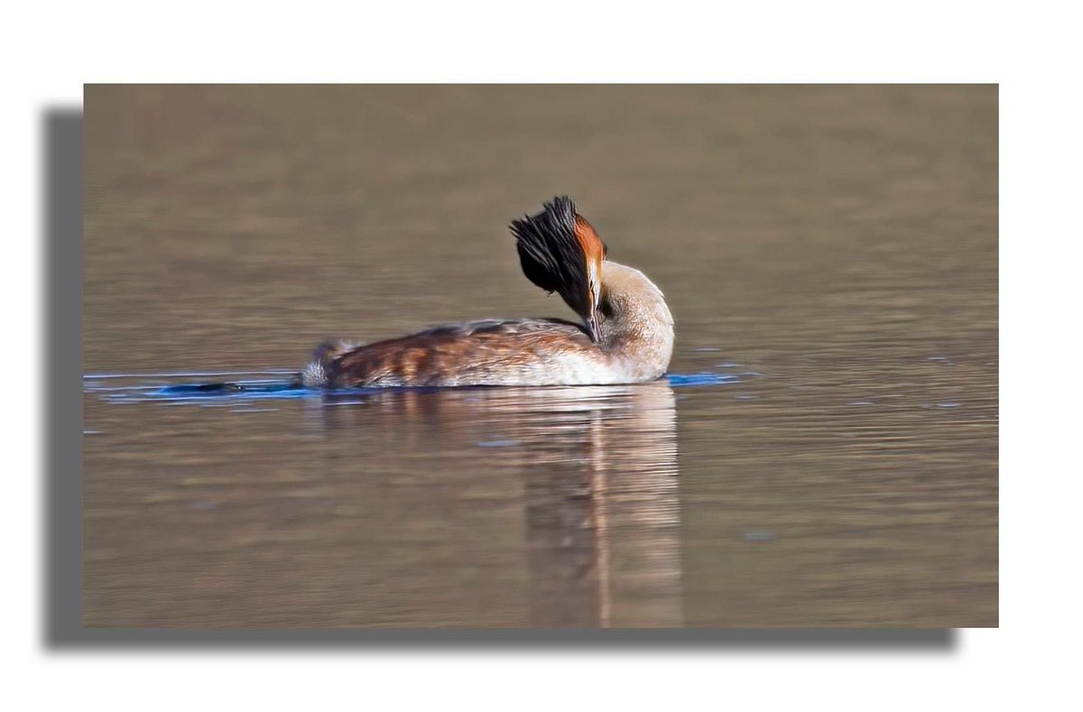 Buteographygirl tweet media