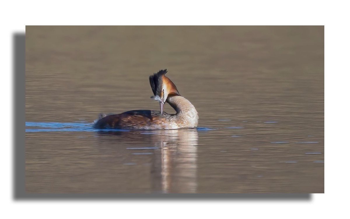 Great crested grebe Quien hide Bute #greatcrestedgrebe #isleofbute #bute #birdphotography #nature