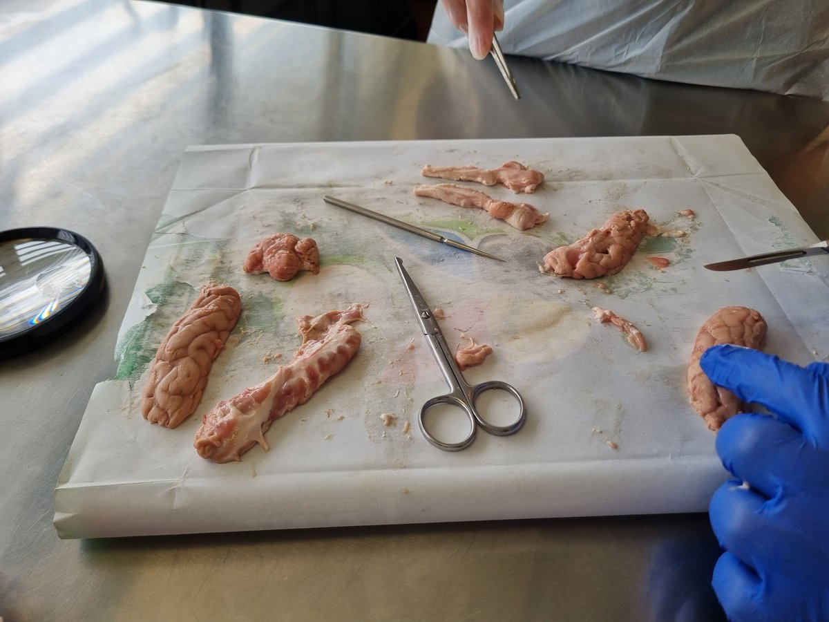 ComfortDisturb's tweet photo. The day finally arrived for 9 STEM to do their brain dissection. Fascinated from start to finish, respectful, engaged, no chop-shops and no grey fainting. #science #STEM #braindissection #braaaaains https://t.co/Jl7N6xqH7A