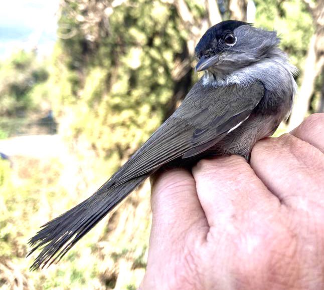 This morning we re-trapped this male Blackcap. It was first ringed in Oct 2016, then re-trapped spring and Autumn 2018 before getting caught today. Typical longevity is 1-5 years (typically 2). The record is 13 years. #Gibraltar @_BTO @GibReserve