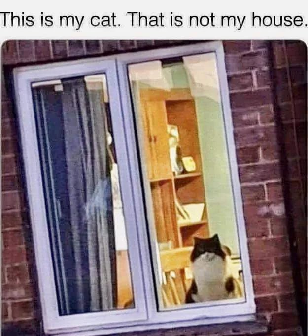 WholesomeMemes (@wholesomememe) on Twitter photo 