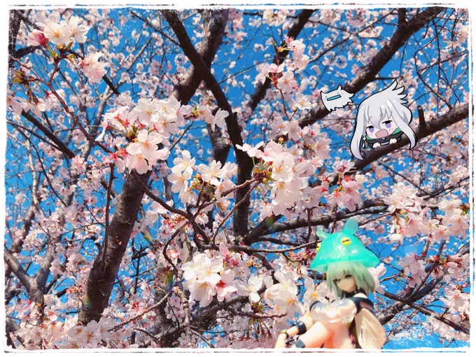 お花見なう 