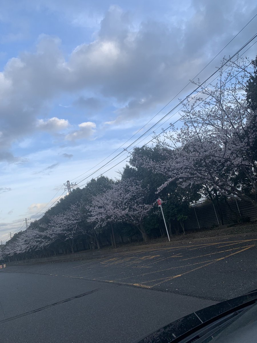 asiesta_mami's tweet photo. 近くの道が桜が満開でした
散ってしまうのが悲しいですね😢 https://t.co/1locNPHIAN