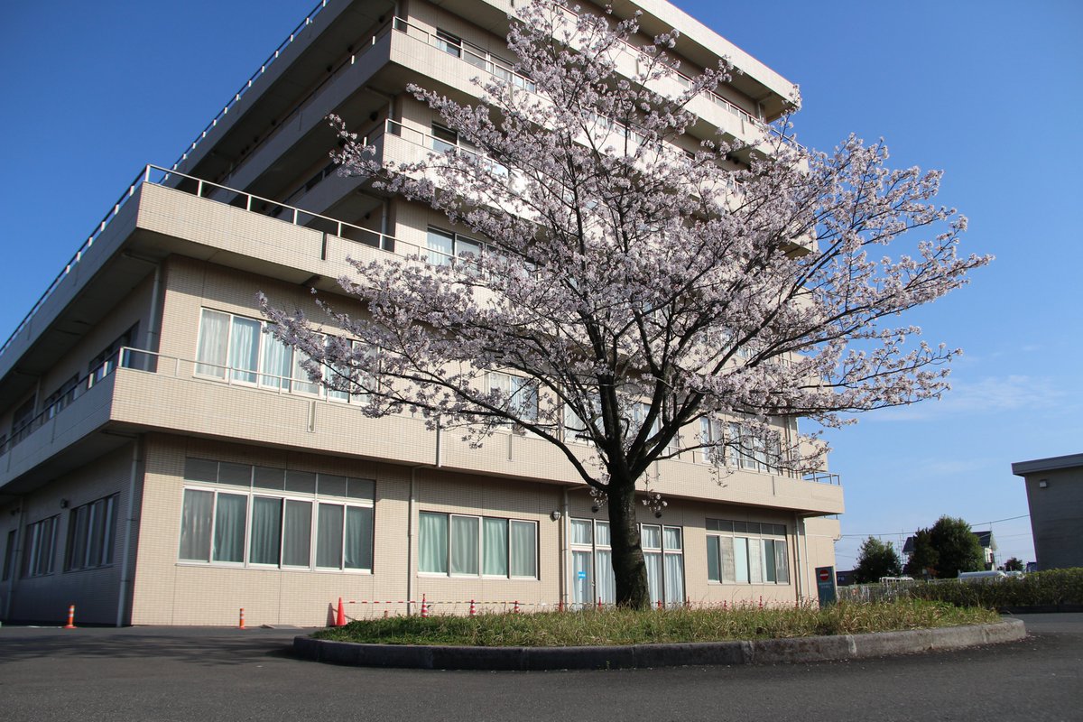 KOGA_Hospital's tweet photo. 古河総合病院の敷地内にある桜です(*^-^*)
もう今年度も残りわずか
２０２３年度入職者の方々お待ちしております
#KOGA_Hospital #古河総合病院 https://t.co/W5o0rdM8D2