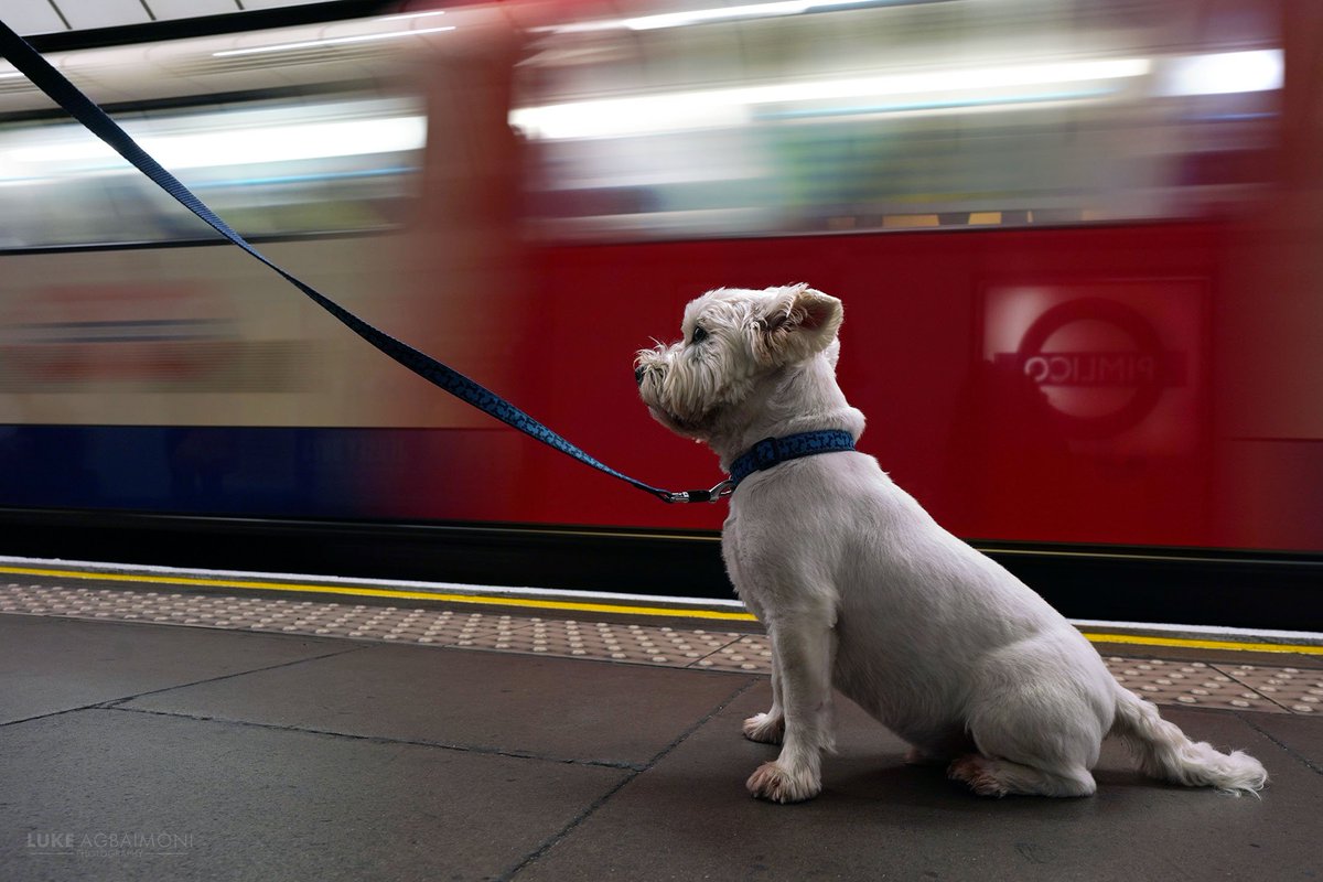 tubemapper's tweet photo. White Westie Waits - Pimlico

I met a lovely &amp; very handsome dog, Bobby the West Highland Terrier. He was a perfect subject for photography &amp; posed beautiful as a train arrived. At Pimlico London Underground Station, the roundel is a lightbox, I love it's reflection in this shot! https://t.co/5CQIEPhmiN