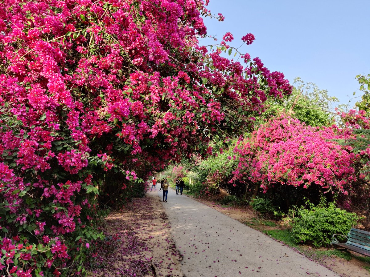 authormadhulika's tweet photo. And Delhi has its own version of sakura... this is Kamla Nehru Ridge, awash in bougainvillea. https://t.co/mG4hzotNxe
