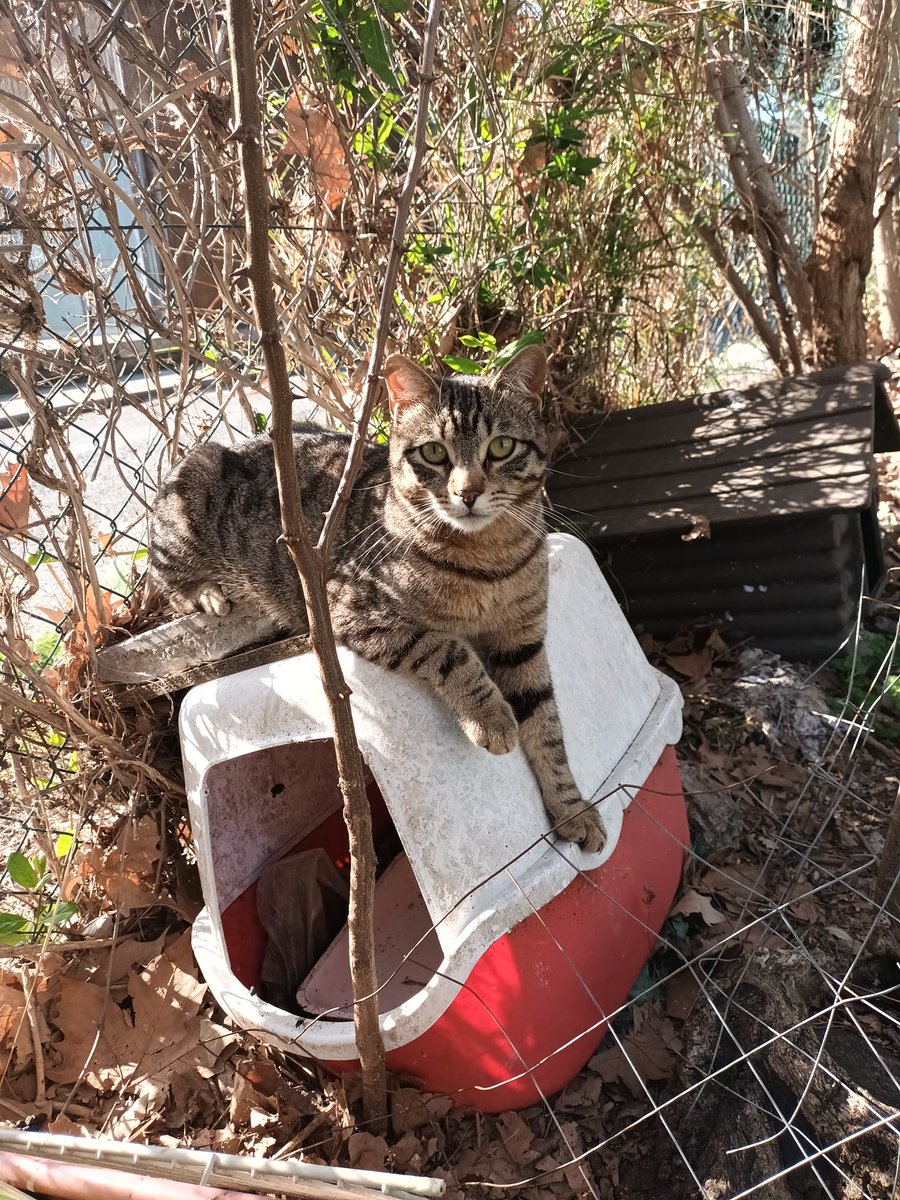 orbetellove's tweet photo. orbetellove
@orbetellove
·
21 mar
Orbetello Street Cats by 
@orbetellove
https://t.co/CvURi8Hd9l………
 #straycats #randagi #gattirandagi #cats #chats #errants #gatos #gatti #catoftheday #CatsOfTwitter https://t.co/zWrlY1ynlD