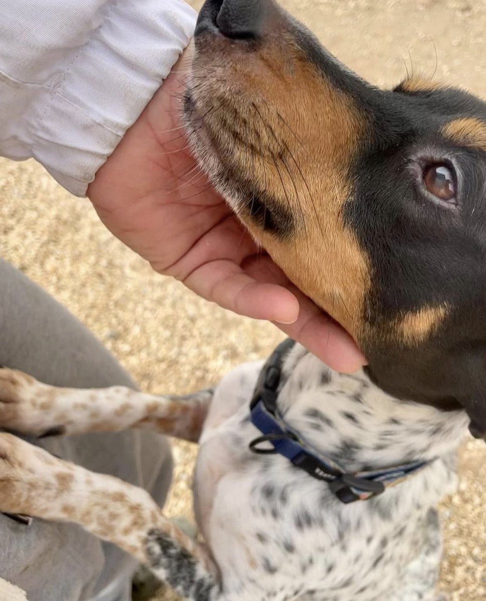 huelladejaen's tweet image. Extiéndele la mano y ayúdale…..
ALEX 
Este bodeguero andaluz precioso, lleva tiempo esperando una familia, salió de la perrera donde bastante enfermo y no se trataba, tenía pocas posibilidades de vivir.
Alex te necesita!!!! Comparte y ayudémosle a encontrar un hogar. 🐾❤️