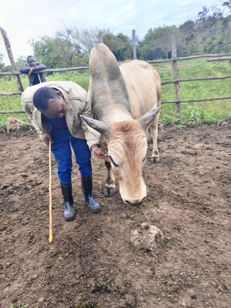 SkvFarm's tweet image. It's the love we have for animals that the blessings come from them @ankole_destin @Norman_bagyenyi @KagutaMuseveni @JanetMuseveni @OwakyanzaireH @mumakeith @AfricaHeritage