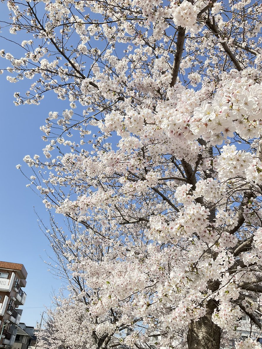 Nagoya Sugar Art Gallery(tomokosugar) Twilog