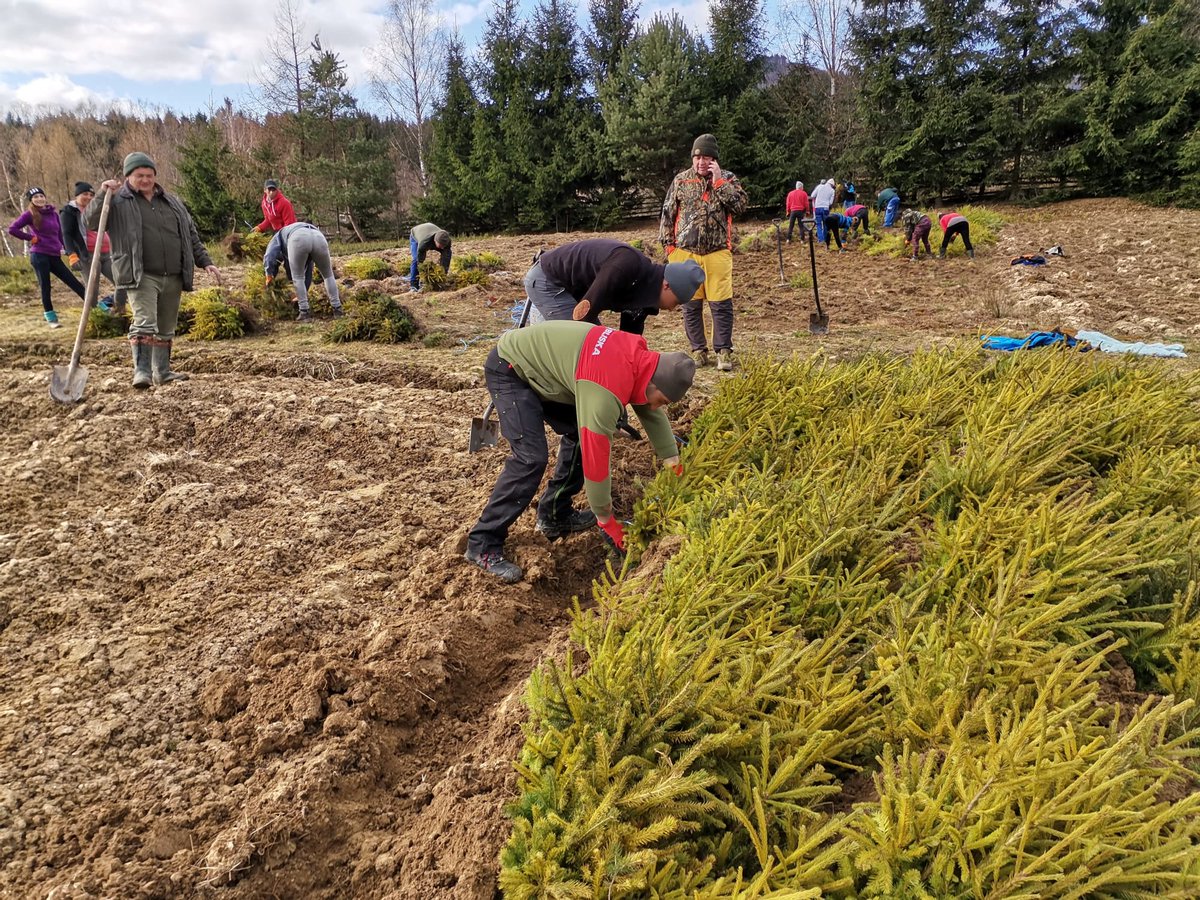 RNP_Romsilva's tweet photo. ℹ️ 🇷🇴 Scosul puieților #forestieri înainte de lucrările de #împăduriri în pepinierele #silvice ale Direcției Silvice #Covasna din cadrul #Romsilva

ℹ️ 🇬🇧 #forest seedlings preparation before spring #afforestation at Covasna Forest Directorate, in #Romania 

#forestry #păduri https://t.co/MiQ7xe4WI0