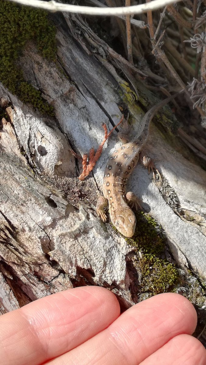 TomderZar's tweet photo. Heute, vor 3 Jahren, hat klein Egon Hallo gesagt 😍🦎
#garten #dailyfleets #garden #kleingarten #gartenlogbuch #wienliebe #wienmalanders #vienna #schrebergarten #eidechse https://t.co/Ts9BQzn78f